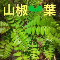 2026年最新】山椒の葉 無農薬の人気アイテム - メルカリ