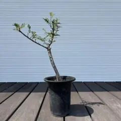 オペルクリカリア ボレアリス　塊根植物 コーデックスのサムネイル