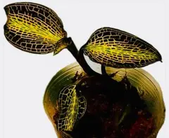 くぅ様 リクエスト 3点 まとめ商品