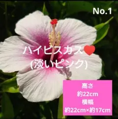 No.1【沖縄から♪】ハイビスカス(ピンクアイス)♥️ - メルカリ