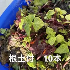 さっちょ様 リクエスト 2点 まとめ商品