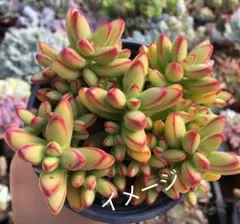 루드립 컷 모종 랜덤 1 냄비