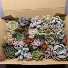 多肉植物カット苗詰め合わせ