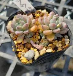 くろにゃん様 リクエスト 2点 まとめ商品