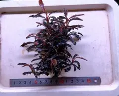 Bucephalandra sp. Variegata Hn:福袋 CAKUMI - メルカリ