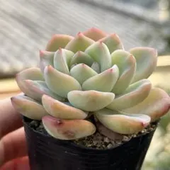 2026年最新】アマビレの人気アイテム - メルカリ