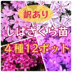 momo様 リクエスト 2点 まとめ商品