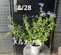 ルリマツリ苗木 青 スタンダード仕立て プルンバゴ ポットごとメルカリ