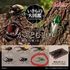 2025年最新】ハナムグリ標本の人気アイテム - メルカリ