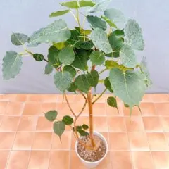 フィカス ウンベラータ 153cm8号 S-shaped tree form - メルカリ