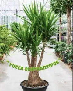 2026年最新】観葉植物 ユッカ エレファンティペスの人気アイテム