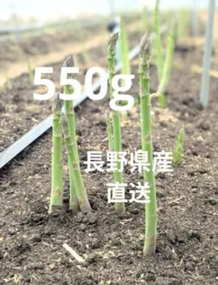 アスパラ　550g　(SS〜Lサイズ）長野県産　農家直送のサムネイル