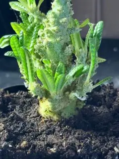 L637塊根植物 ドルステニアギガス ブラータ 大株 - メルカリ
