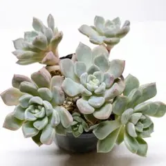 KSKS♡様 リクエスト 3点 まとめ商品