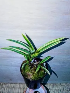 【至宝の美麗品】富貴蘭　○田錦(高知県香美市土佐山田町産) 至宝の美麗品】富貴蘭 ○田錦(高知県香美市土佐山田町産) - メルカリ