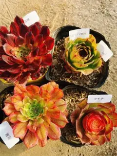 207 多肉植物 アエオニウム 抜き苗 4種セット