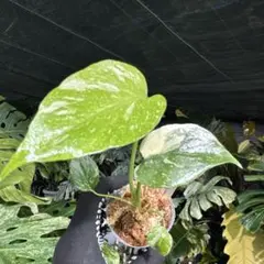 2026年最新】モンステラ デリシオーサ タイコンステレーションの人気