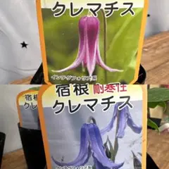 壺型クレマチス【天の原】3.5寸苗 竹間園芸様育種株 - メルカリ