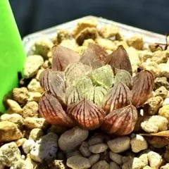 雪花オブツーサ錦　超美株　ハオルチア　観葉植物　52のサムネイル