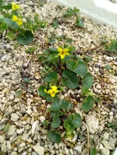 山野草・高山植物 エゾタカネスミレ種子15粒のサムネイル