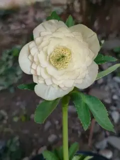 満州山芍薬 苗 1株 希少 山野草 ピンク ヤマシャクヤク】 ポット 一重