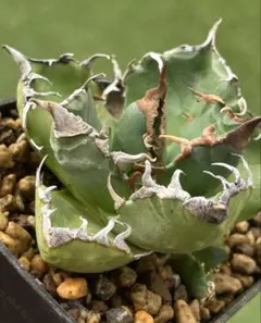 T.K様 リクエスト 2点 まとめ商品