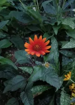 すず様 リクエスト 2点 まとめ商品