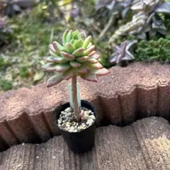 meriane様 リクエスト 3点 まとめ商品