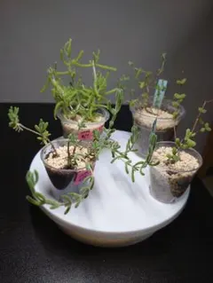 多肉植物 ドロサンテマム 4種セット 鉢ごと発送