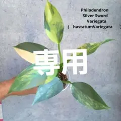 2026年最新】フィロデンドロン シルバーソードの人気アイテム - メルカリ