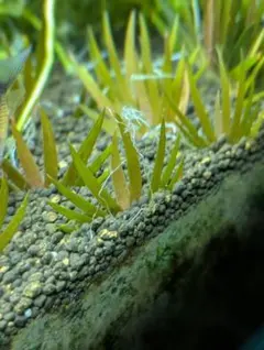 メルカリ便 xyris sp red 水中葉1株 水草 ADA 水槽 - メルカリ