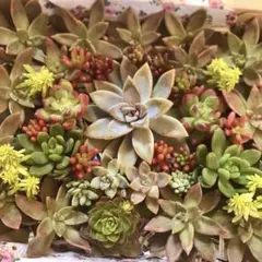 多肉植物 エケベリアカット苗詰め合わせ　 25cm×20cmコンパクト発送