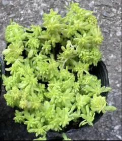 細葉黄金万年草 抜き苗 - メルカリ