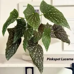 多肉植物　セダム　ベッラデインベルノ　30カット 多肉植物 セダム ベッラデインベルノ 30カット - メルカリ