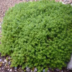 モリムラマンネングサ 森村万年草 50g セダム グランドカバー 寄せ植えセット