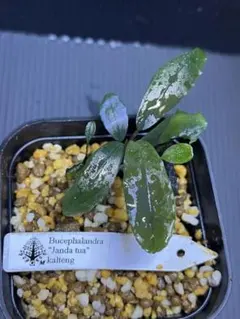 2026年最新】bucephalandra 水の国の人気アイテム - メルカリ