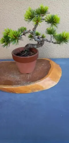 ハマヒサカキ 盆栽 観葉植物 鉢植え 小品 琉球盆栽 - メルカリ