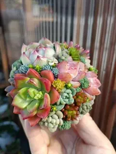 そのまま飾れる多肉植物寄せ植え♡