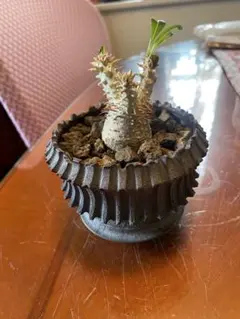 グラキリス　現地球　塊根植物 中型 黒鉢 中型 塊根植物 グラキリス 現地球 - メルカリ