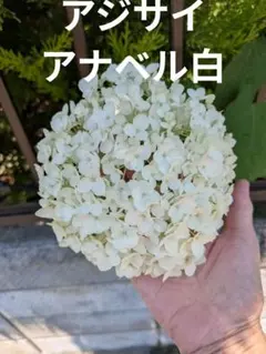 アジサイアナベル 白　挿し穂用カット枝　約20cm✕3本！のサムネイル
