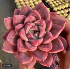 ルビークラウン　大苗　エケベリア　多肉植物のサムネイル