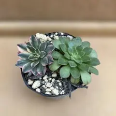62#観葉植物アエオニウム錦❤️ブロンズメダル錦❤️甜茶錦❤️4大頭