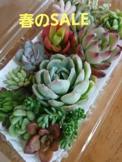 エケベリア・セダム 多肉植物寄せ植えセット