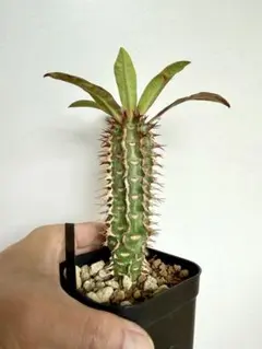 実生 Euphorbia robecchii 原種 ユーフォルビア ロベッキー - メルカリ