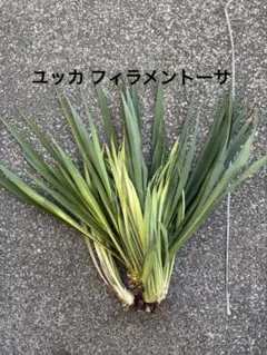 2025年最新】ユッカフィラメントーサの人気アイテム - メルカリ