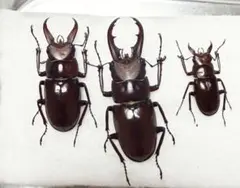 羽を広げた コバナフルーツコウモリの骨格標本 - メルカリ