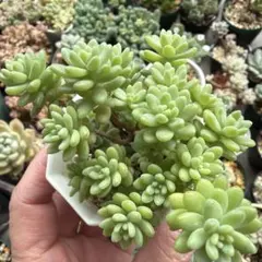 多肉植物 セダム 斑入り浜万年草 浜万年草錦 カット苗 四角鉢② - メルカリ