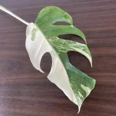 j*8様 斑入りモンステラ極上ホワイトタイガーフルムーン4号鉢植え発根