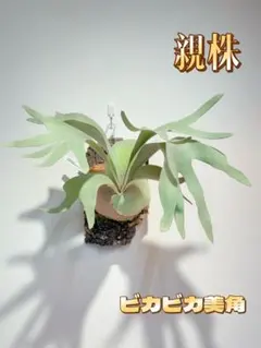 H.E camp　ビカクシダFSQ VP pup +肥料バスケット20個 H.E camp ビカクシダFSQ VP pup +肥料バスケット20個 H.E camp