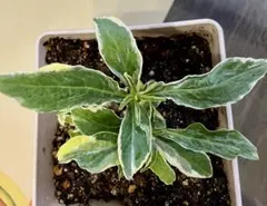 もり子様 リクエスト 2点 まとめ商品